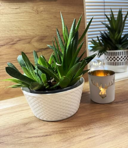 Kimmel Set di 3 ciotole per piante, 16 cm, colore bianco, effetto rattan, decorazione da tavolo