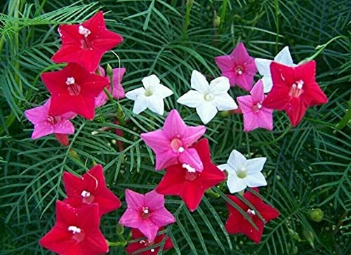 70 Seeds of Ipomoea Pennata Cypress Vine Mix