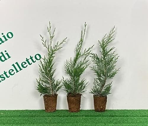Cipresso di Leyland Cupressocyparis leylandii pianta in vaso biodegradabile ø8 cm Vivaio di Castelletto