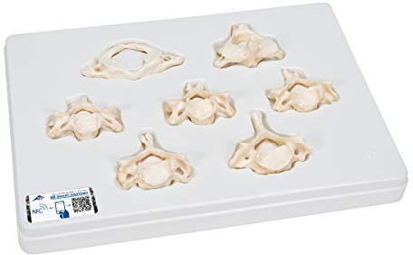 3B Scientific Menschliche Anatomie - Set mit 7 BONElike™ Halswirbelmodellen + kostenlose Anatomie App - 3B Smart Anatomy