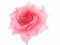 Pink Rose Hair Flower Hair Clip Clamp Grip Fascinator Hair Slide Hair Grip for Women Girls by Glitz4Girlz