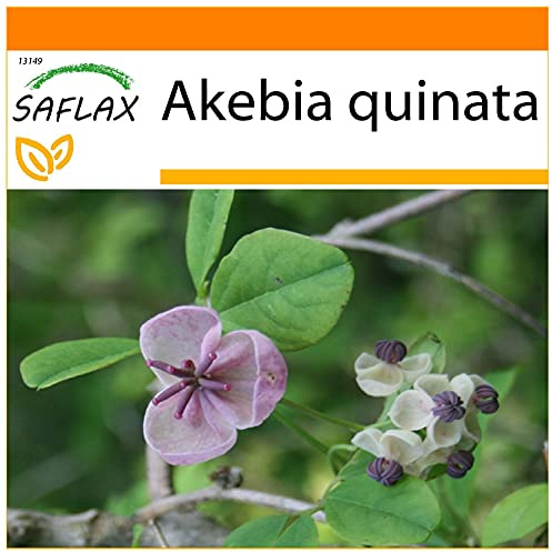SAFLAX - Garden in The Bag - Chocolate Vine - 10 Seeds - Akebia quinata