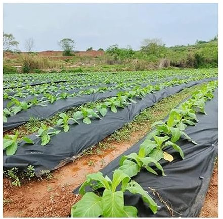 JOSUR 10 m landwirtschaftliche abbaubare Mulchfolie aus Stoff mit Loch, for Gewächshaus-Erdbeeren, Gemüsepflanzen, Anbaubodentuch(Width x 1.6M-6Hole)