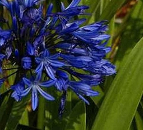 Schmucklilie Navy Blue - Agapanthus africanus
