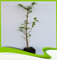 Ulmus Moll (schmalblättrige Ulme) – Pflanze