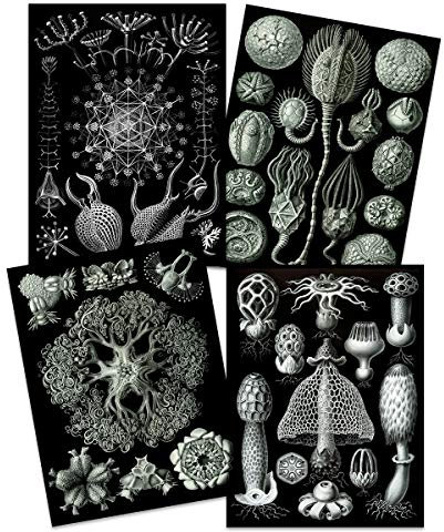 Artery8 Ernst Haeckel Kunstformen Der Natur Plates Nature Vintage Biology Black White Art Print Poster Home Decor Premium Pack of 4 Kunstformen der Natur Teller Natur Jahrgang Biologie Zuhause Deko