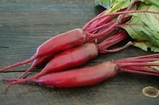 50 SEIIRLOOM 2017 semi -heine beets cylindra (all non -GMO vegetable seeds!)