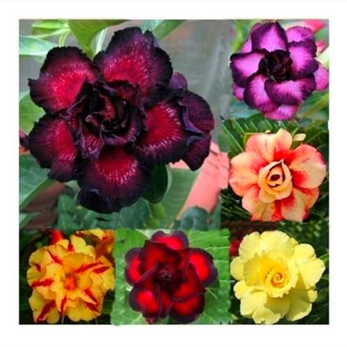 WüStenrose Zwiebeln, SchöNe BäUme, Schnellwachsend, Zwiebelpflanzen,Winterhart MehrjährigTopf Blumensamen, BlüHende Zwiebeln,Seltene Pflanzen Winterhart-1zwiebeln-A