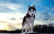 Papery Puzzle 1000 Teile, Husky-Hund, 38 x 26 cm