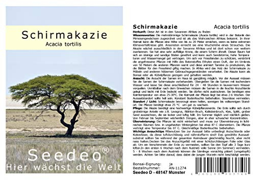 Seedeo® Schirmakazie (Acacia tortilis) 20 Samen