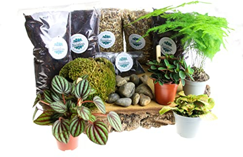 Terrarium Starter Kit Large, Complete Kit with Living Plants Included