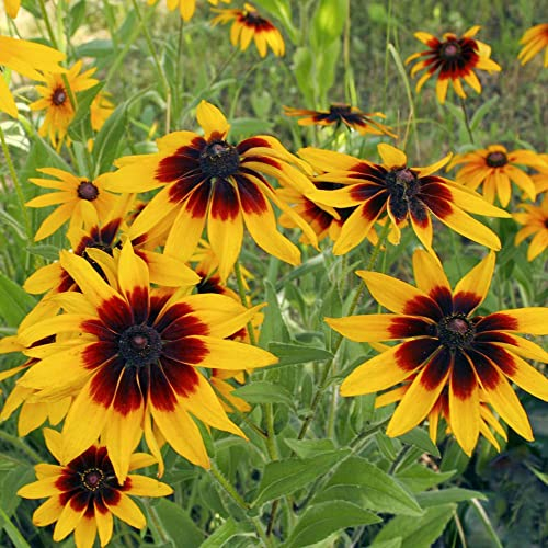 30 Stück sonnenhut samen winterhart mehrjährig Rudbeckia laciniata mittagsblume winterhart saatgut geschenk blumendeko steingartenpflanzen blumenwiese samen wildblumensamen blumen