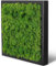Moosbild Islandmoos - Pflanzenbild Vollholz-Rahmen - XXL - Schwarz | 35 x 35 cm