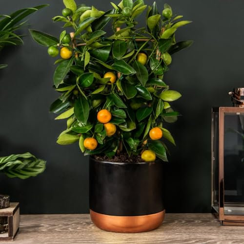 Calamondin Orange - Citrus - Half-Hardy Tree - Ideal for Any Indoor Displays - Glossy Green Foliage - Scented & Exotic White Flowering - Easy to Grow - 1x 3 Litre Pot by Thompson and Morgan