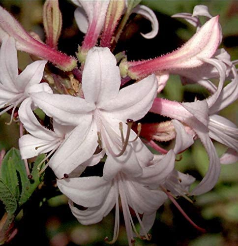 Küsten Azalee 30-40cm - Rhododendron atlanticum - lebende Gartenpflanze aus den Baumschulen
