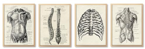 Ohhvvow Medizinische Wandkunst auf Leinwand, Motiv: Menschliche Anatomie, 30,5 x 45,7 cm, Muskelskelett, Vintage-Poster, nordischer Leinwanddruck, Bildungsmalerei, moderne Dekoration, ungerahmt