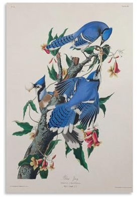 DRDPLXGU Blue Jay Poster John James Audubon Birds of America Poster Vögel Poster Leinwand Poster Schlafzimmer Dekor Landschaft Büro Zimmer Dekor Geschenk 40 x 60 cm