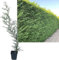 6 Stück Leylandii Zypresse von INTRAGARTEN | immegrün und winterhart | Basterdzypresse +50cm Heckenpflanze im Topf gewachsen