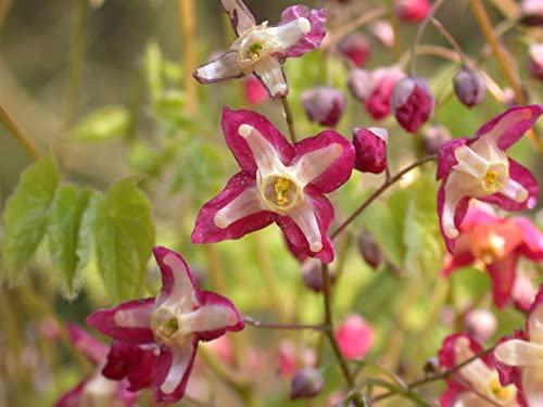 Epimedium alpinum ca. 9x9 cm Topf - Alpen-Elfenblume, zarte rote Blüten, Blütezeit April-Mai, ideal für schattige Beete, pflegeleicht und winterhart