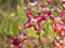 Epimedium alpinum ca. 9x9 cm Topf - Alpen-Elfenblume, zarte rote Blüten, Blütezeit April-Mai, ideal für schattige Beete, pflegeleicht und winterhart