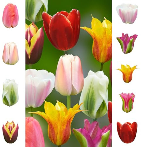 Tulpenzwiebeln 43 x ’Essentials Collection ’ – The Bulb Farmers - Frühjahr – in den Niederlanden gezüchtet - Tulpen Zwiebeln – Blumenzwiebeln