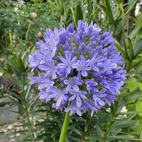25 piezas Semillas de agapanto flores semillas, plantas Agapanto africano - Fácil de sobrevivir Flor de adorno de plantación perenne. plantas de jardín, plantas perennes resistentes