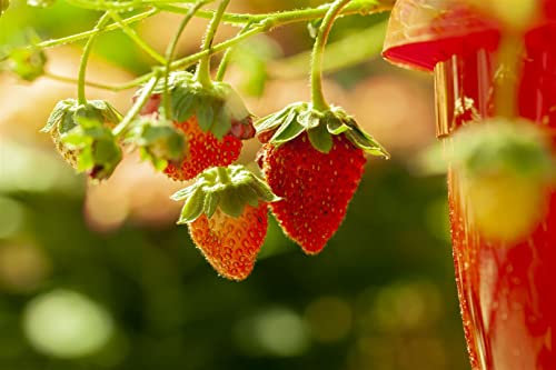 Fragaria vesca 'Elsanta' ca. 9x9 cm Topf - Walderdbeere, rote Früchte, Erntezeit Juni-August, ideal für Kübel und Beete, pflegeleicht, bienenfreundlich