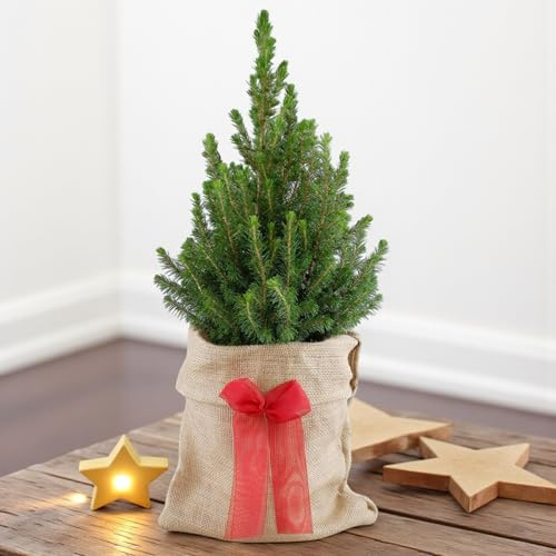 Picea glauca 'Conica' Pot Grown Christmas Tree - Hessian Gift Wrap and Bow - In 3 Litre Pot 60-70cm in Height (Hessian Gift Wrap)