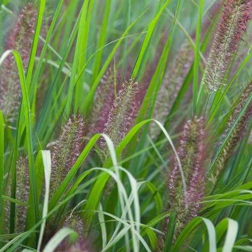 Plant Theory Red Head Chinese Fountain Grass Pennisetum Alopecuroides Outdoor Ornamental Plant 2L Pot