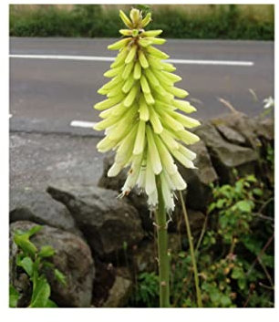 Potted Kniphofia Ice Queen (Red Hot Poker) Greenish-White Summer Flowering Garden Perennial Plant : - by GARTHWAITE NURSERIES® : - UK Stockist