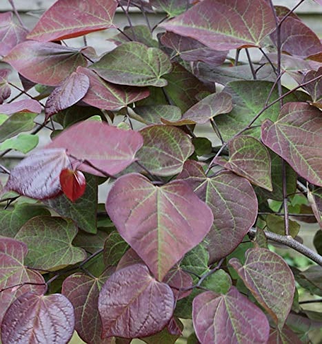 Kanadischer Judasbaum Ruby Falls 100-125cm- Cercis canadensis - lebende Gartenpflanze aus den Baumschulen