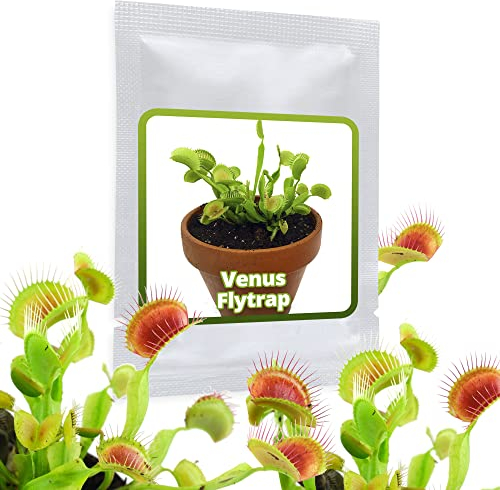 Venusfliegenfalle - ca. 20 Samen - Dionaea muscipula - fleischfressende Pflanze die neben Fliegen auch Spinnen, Ameisen und sogar Wespen fangen kann