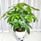 3 pcs Glückskastanie Samen, winterharte pflanzen, indoor plants Glückskastanie Zimmerpflanze bonsai topf, zimmerpflanze gartenpflanzen winterhart mehrjährig zimmerpflanze plantura,