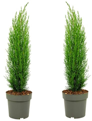 Plant in a Box - Toskanische Zypresse 'Totem' - Pokon - 2er Set - Cupressus sempervirens - Toskana Säulen Mittelmeerzypresse - Winterhart - Topf 19cm - Höhe 60-80cm