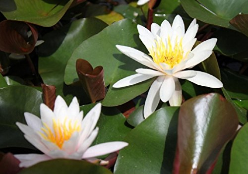 WASSERPFLANZEN WOLFF - Seerose fertig im PFLANZKORB - Nymphaea odorata - Seerose, weiß - winterhart