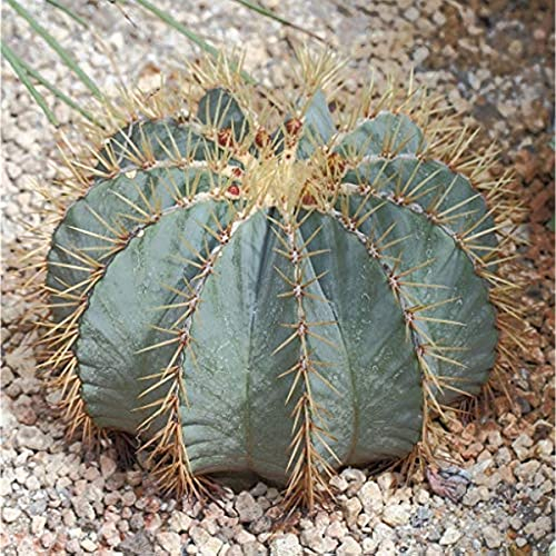 Kaktus Pflanze Samen Blau Fass Kaktus Samen Ferocactus Glaucescens Steingartenpflanzen Winterhart Cactus Bonsai Samen Pflanzen Geschenk Cactus Blossoms 300 StüCke