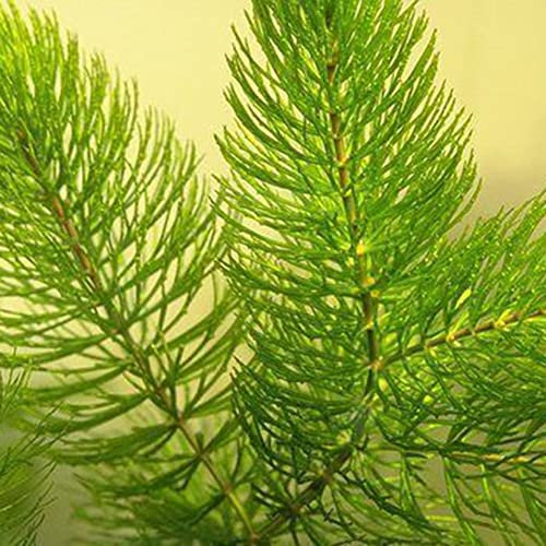 Haloppe 100 Pz Ceratophyllum Demersum Piante Semi per la Piantagione del Giardino di Casa, Ceratophyllum Demersum Semi Pianta Serbatoio di Acqua Decorazione Acquario Semi