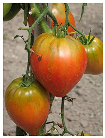 PREMIER SEEDS DIRECT - Tomato Seeds - Italian - Cuore DI BUE - 50 Finest Seeds
