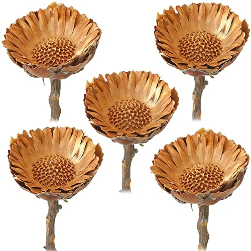 matches21 HOME & HOBBY Protea Flores secas blanqueadas de color naranja – Juego de 5 arbustos de azúcar africanos reales como decoración natural seca, plantas secas con flores grandes como decoración