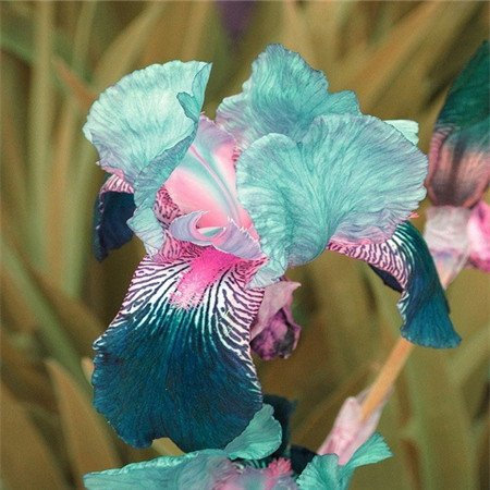 Seeds Saldi! 50 semi Black Iris, fiore giardino perenne, colore raro, resistente al calore, attraente