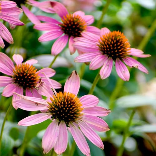 Semi di echinacea, perenne Echinacea purpurea, semi di esotiche resistente 500pcs