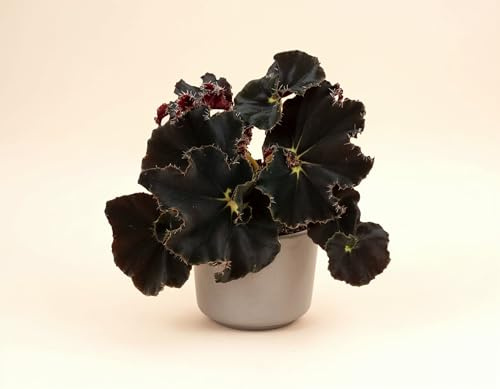 NatureHolic Begonia rex Dark Mambo - Blattschmuck-Begonie mit nahezu schwarzen, samtigen Spiralblättern & metallischem Schimmer - Kompakte Zimmerpflanze für - 30cm, im 12cm Topf