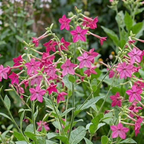 Bedwen Nicotiana 'Sirius Deep Rose' 9cm Plant x2 – Dwarf Bedding Tobacco Plant with Upward Facing Pink Blooms