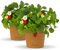 Bloomify® Erdbeerpflanze Enno | ausgewachsene 30 bis 50 cm große ertragreiche Erdbeere | winterharte und mehrjährige Erdbeer-Pflanze für Garten, Balkon und Topf | besonders süße Früchte