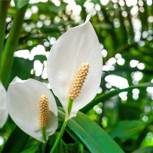 Carbeth Plants - Indoor Plants - Build Your Own Houseplant Collection - 7cm to 9cm Pots - Peace Lily - Spathiphyllum Plant in 9cm Pot