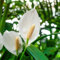 Carbeth Plants - Indoor Plants - Build Your Own Houseplant Collection - 7cm to 9cm Pots - Peace Lily - Spathiphyllum Plant in 9cm Pot