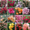 300 graines de rosier grimpant, rosiers à planter extérieur, graine de fleurs à semer, graine de rose croissance rapide, plantes semences pour le jardin (Couleur mélangée)