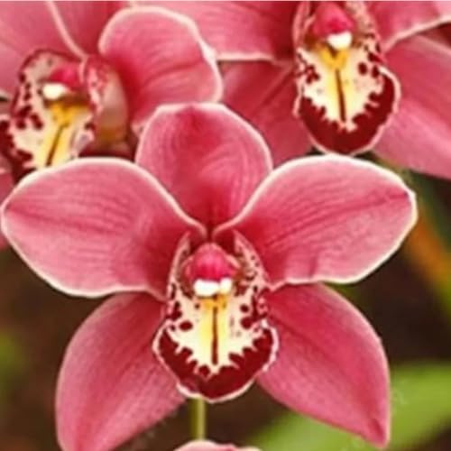 Winterhart,Seltene,Mitternachtsblau Cymbidium mehrjährig,Cymbidium Orchidee,Dekorative,Wasserbedarf gering,Phalaenopsis orchidee echt,Garten.-8knolle-G