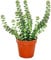 exotenherz - Succulent - Crassula Hottentot - Feuille épaisse - en pot de 8,5cm