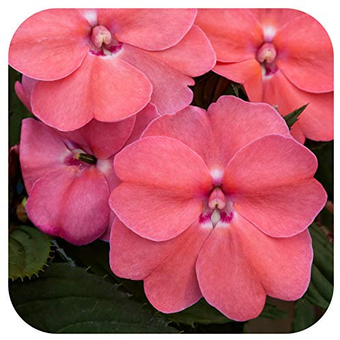 SunPatiens® Impatiens Vigorous Pink Pearl Large Plug Plants x 3 Busy Lizzies